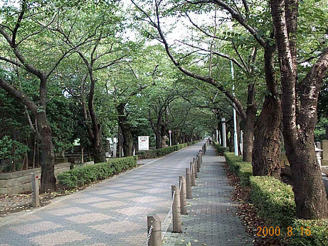 1583_aoyama_cemetary.jpg (209110 oCg)