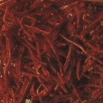 INDIAN_cook_spice2_Saffron.jpg (9528 oCg)