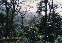 india97 alleppy4 forest.JPG (56696 oCg)