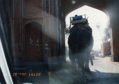 india97 jaipur4 gate elef.JPG (37966 oCg)