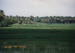 india97 chennai26 country2 st4 tenkasi5heiya s50.jpg (43323 oCg)